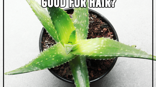 Aloe Vera Good For Hair